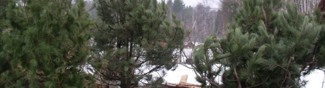 Зимние посадки крупномерных деревьев