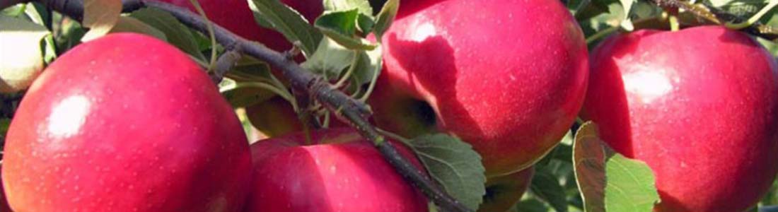 Секреты выращивания яблони