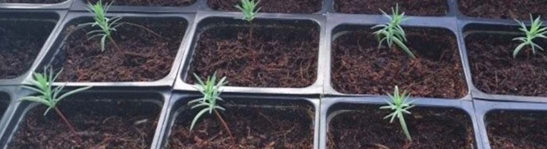 Кипарис: выращивание из семян
